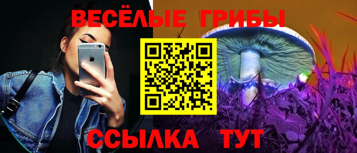 Псилоцибиновые грибы Psilocybine cubensis Северск